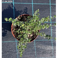 Euonymus fortunei 'Emerald Gaiety'