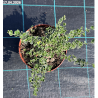 Euonymus fortunei 'Emerald Gaiety'
