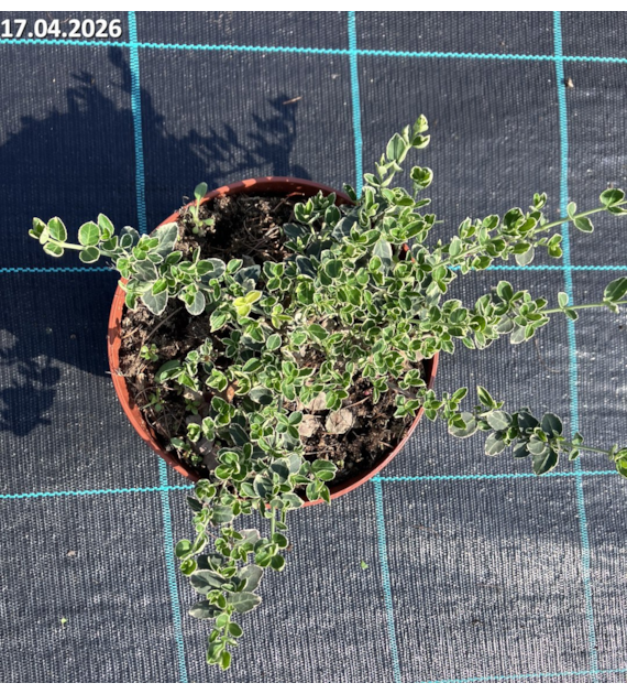 Euonymus fortunei 'Emerald Gaiety'