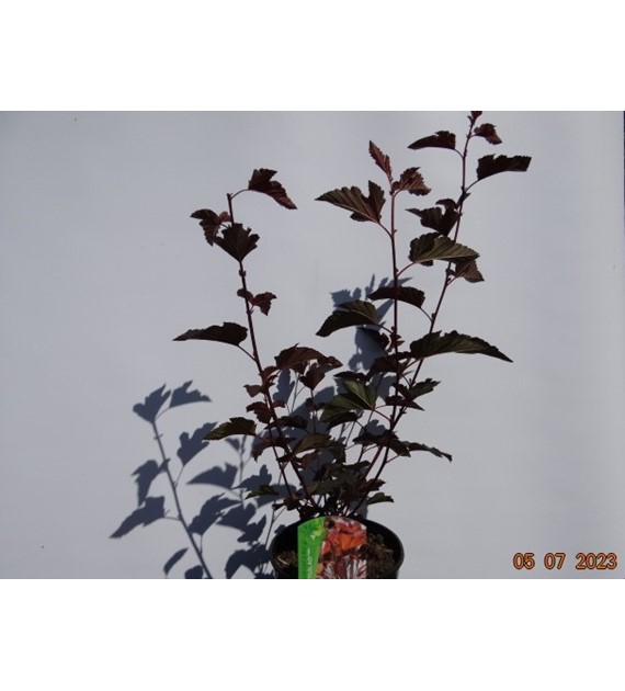 Physocarpus opulifolius LADY IN RED 'Tuilad' PBR