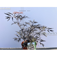 Sambucus nigra BLACK LACE 'Eva' PBR