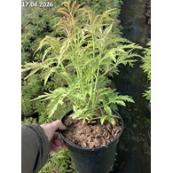 Sambucus racemosa 'Sutherland Gold'