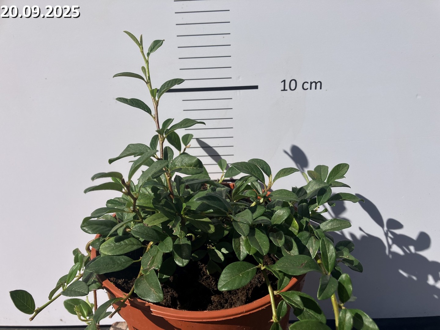 Cotoneaster dammeri 'Major'