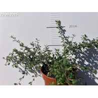 Cotoneaster xsuecicus 'Skogholm'