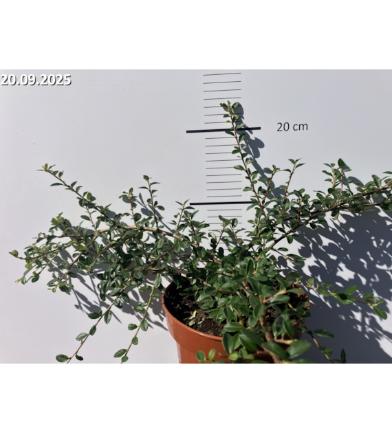 Cotoneaster xsuecicus 'Skogholm'