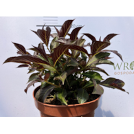 Weigela florida 'Ruby Queen'