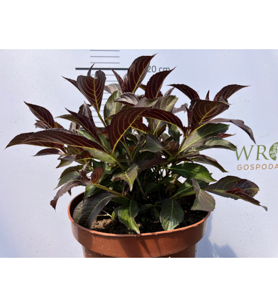 Weigela florida 'Ruby Queen'