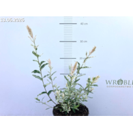 Salix integra 'Hakuro-nishiki'