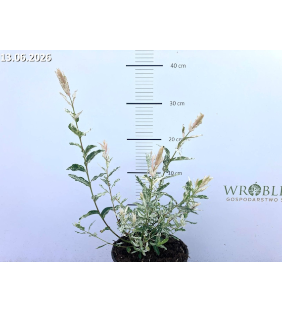Salix integra 'Hakuro-nishiki'