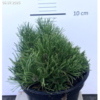 Pinus mugo var.pumilio