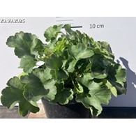 Heuchera sanguinea 'Leuchtkäfer'
