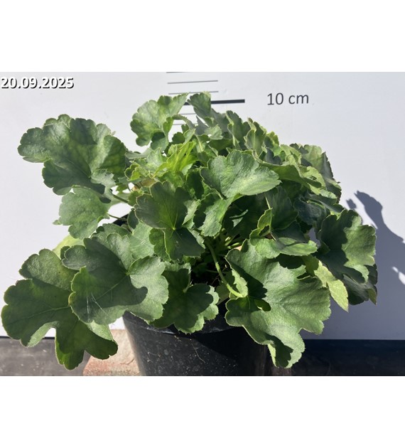 Heuchera sanguinea 'Leuchtkäfer'
