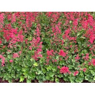 Heuchera sanguinea 'Leuchtkäfer'