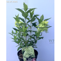 Hydrangea paniculata MAGICAL CANDLE 'Bokraflame' PBR