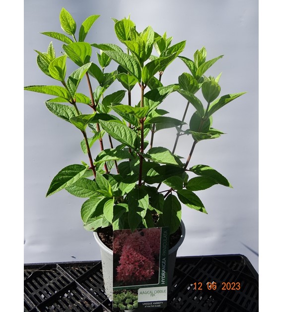 Hydrangea paniculata MAGICAL CANDLE 'Bokraflame' PBR