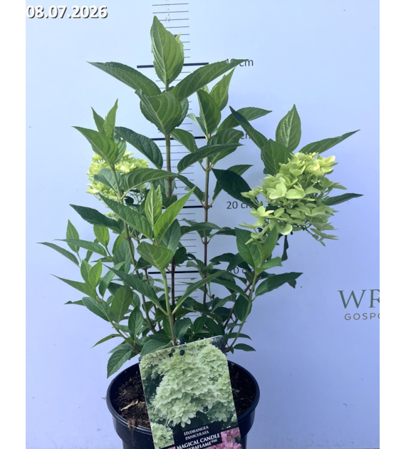Hydrangea paniculata MAGICAL CANDLE 'Bokraflame' PBR
