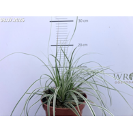 Carex oshimensis EVEREST 'Fiwhite' PBR