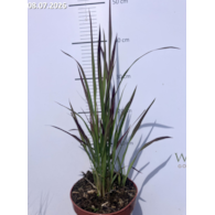 Imperata cylindrica 'Red Baron'