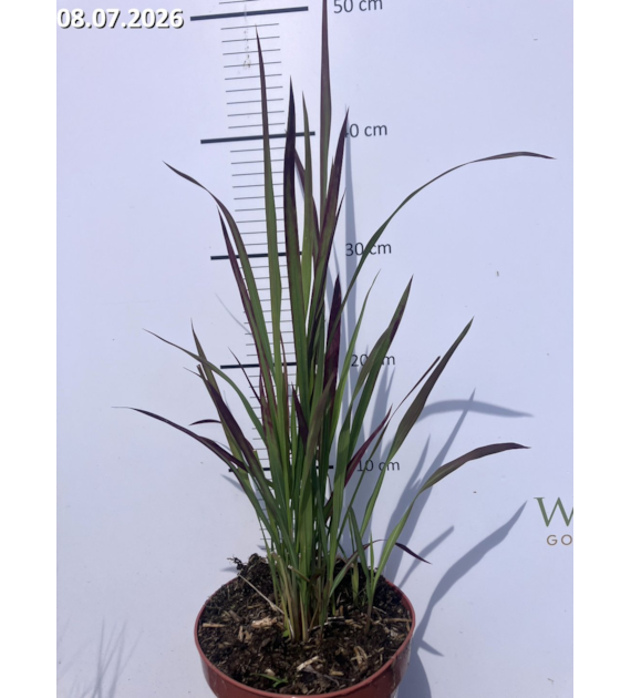 Imperata cylindrica 'Red Baron'