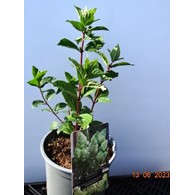 Hydrangea paniculata MAGICAL MOONLIGHT 'Kolmagimo' PBR