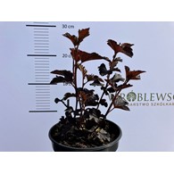 Physocarpus opulifolius MIDNIGHT 'Jonight' PBR
