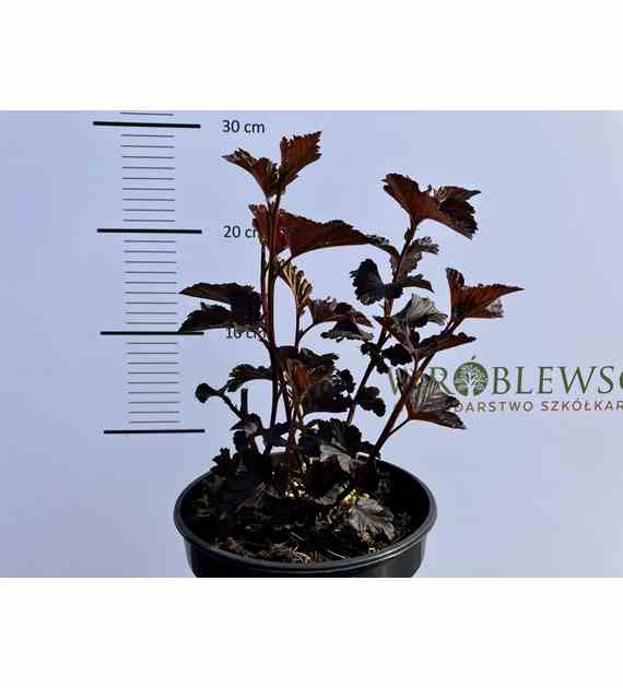 Physocarpus opulifolius MIDNIGHT 'Jonight' PBR