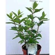 Hydrangea paniculata MAGICAL SWEET SUMMER 'Bokrathirteen' PBR