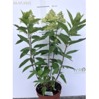 Hydrangea paniculata MAGICAL SWEET SUMMER 'Bokrathirteen' PBR