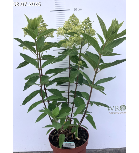 Hydrangea paniculata MAGICAL SWEET SUMMER 'Bokrathirteen' PBR