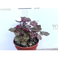 Heuchera americana 'Palace Purple'
