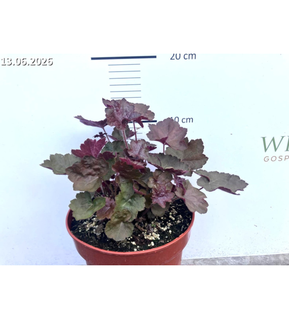 Heuchera americana 'Palace Purple'