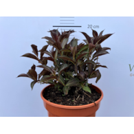 Weigela florida WINE & ROSES 'Alexandra' PBR