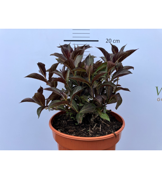 Weigela florida WINE & ROSES 'Alexandra' PBR