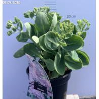 Sedum spectabile 'Brillant'