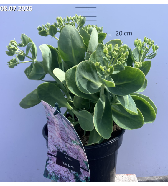 Sedum spectabile 'Brillant'