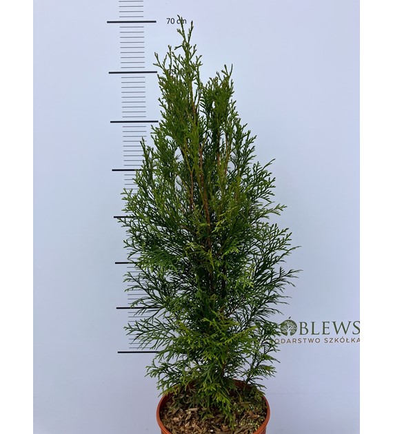 Thuja occidentalis 'Smaragd'