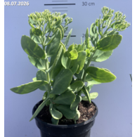 Sedum spectabile 'Stardust'