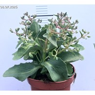 Sedum 'Abbey Dore'