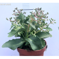 Sedum 'Abbey Dore'