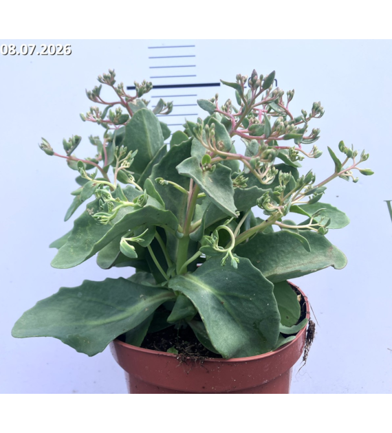 Sedum 'Abbey Dore'