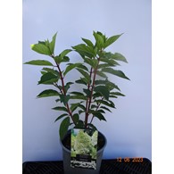 Hydrangea paniculata 'Phantom'