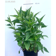 Rudbeckia fulgida 'Goldsturm'