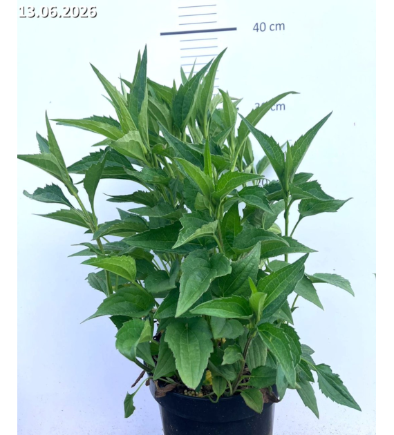 Rudbeckia fulgida 'Goldsturm'