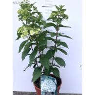 Hydrangea paniculata MAGICAL MONT BLANC 'Kolmamon' PBR