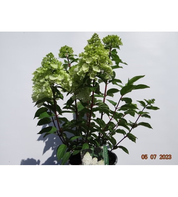 Hydrangea paniculata MAGICAL MONT BLANC 'Kolmamon' PBR
