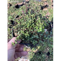 Thymus serpyllum