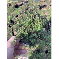 Thymus serpyllum