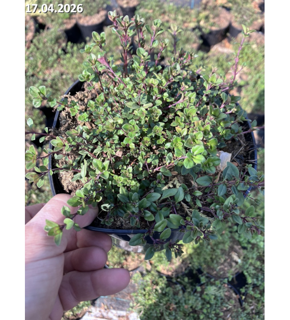 Thymus serpyllum