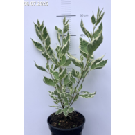 Cornus alba 'Elegantissima'