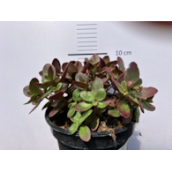 Sedum SUNSPARKLER 'Firecracker' PBR
